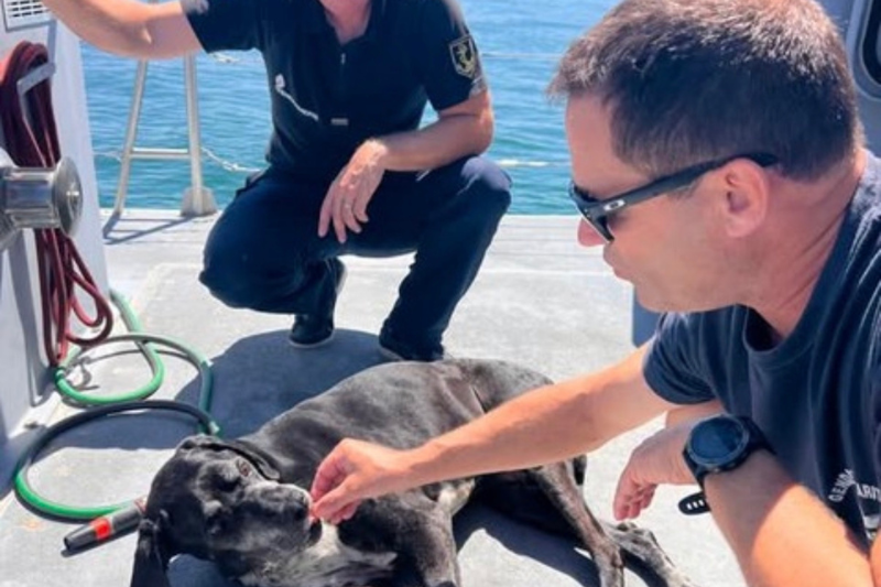 Gironde : Hermès, un chien aveugle et diabétique, retrouvé vivant après 24 heures de disparition