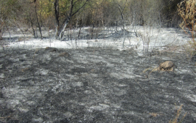 Incendies : ENGIE débloque 25 millions d’euros pour replanter les forêts