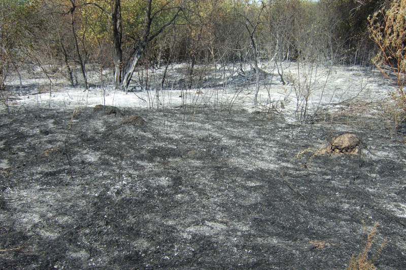 Incendies : ENGIE investit 25 millions pour les forêts
