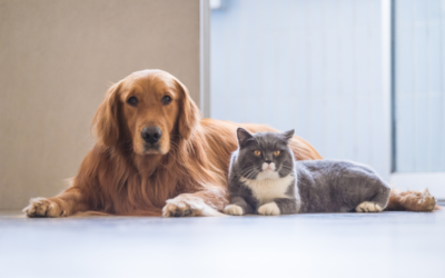 Chiens et chats : jusqu’à 1 500 euros d’amende en cas d’achat illégal