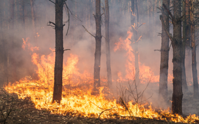Landes : plus de 1 000 hectares ravagés par un incendie, environ 500 personnes évacuées