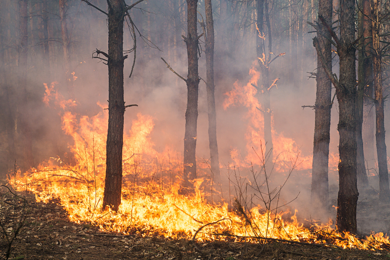 Landes : plus de 1 000 hectares brûlés, 500 évacués