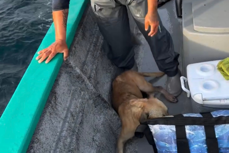 chien abandonné adopté sauveur