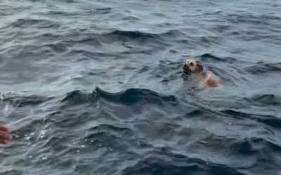 Mexique : un chien sauvé en pleine mer à 1,6 km des côtes