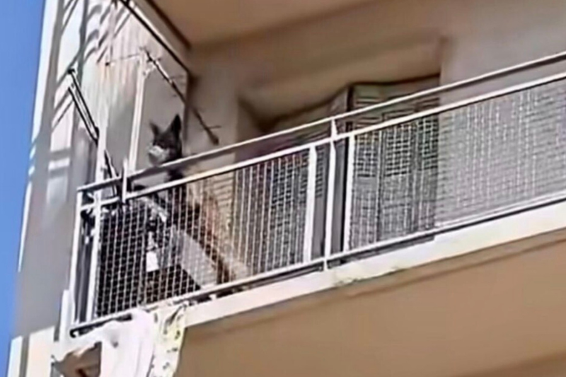 Marseille : un chien sauvé après avoir été laissé au soleil