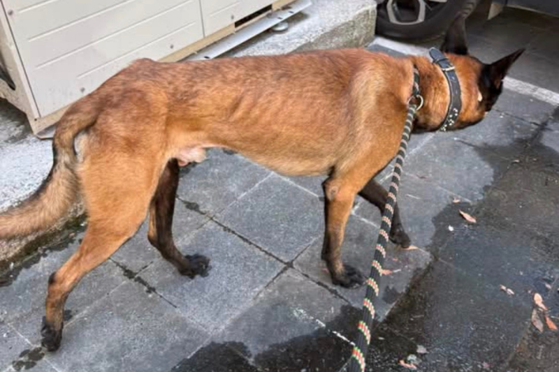 chien abandonné adopté sauveur