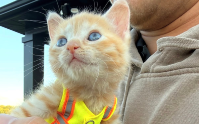 Ohio : des ouvriers sauvent un chaton caché dans une pelleteuse et en font leur mascotte