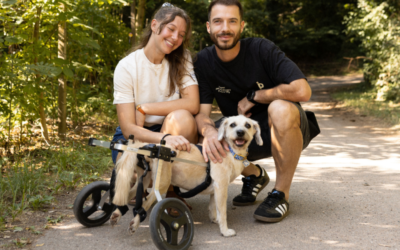 De chienne errante à paraplégique, Marla franchit la ligne d’arrivée de la CCC