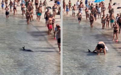 À Bandol, un dauphin blessé s’approche du rivage comme pour chercher de l’aide
