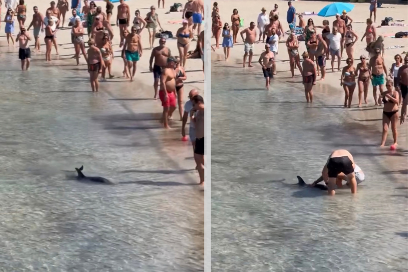 À Bandol, un dauphin blessé s’approche du rivage comme pour chercher de l’aide