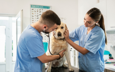 Depuis 20 ans, cette association offre une seconde vie aux animaux de laboratoire