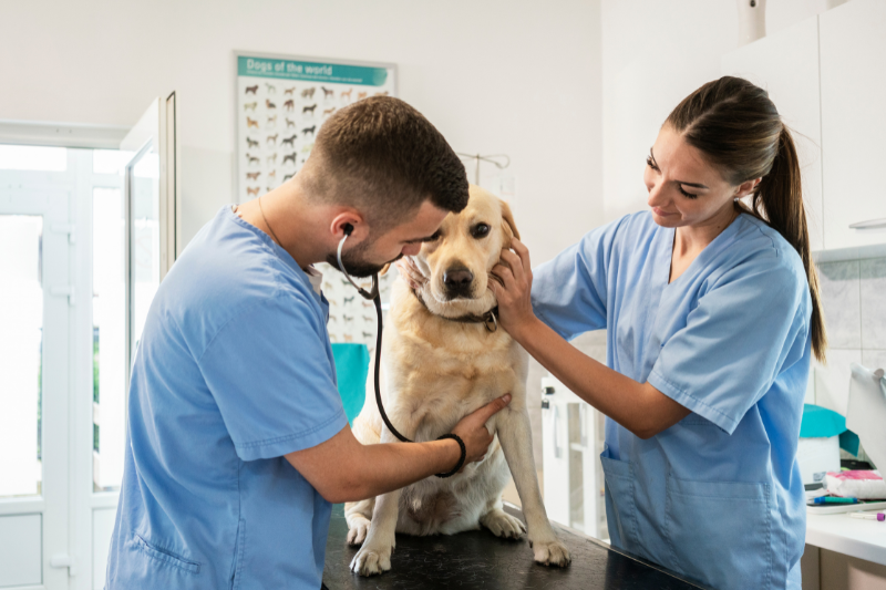 Une seconde vie pour les animaux de laboratoire