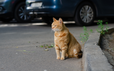 Près de 10 000 animaux abandonnés cet été : un record pour la SPA