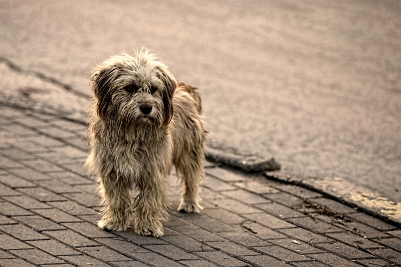 chien abandonné adopté sauveur