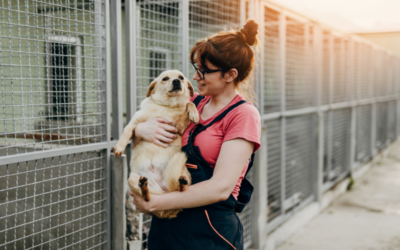 Un congrès veut améliorer concrètement la vie des chiens dans les refuges
