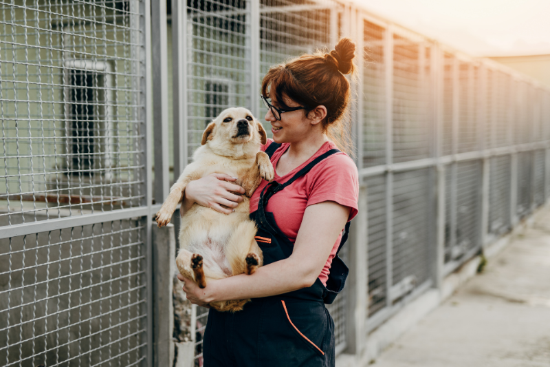 Un congrès consacré au bien-être des chiens en refuge