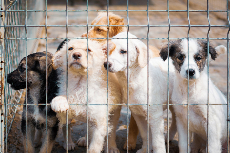 chien abandonné adopté sauveur