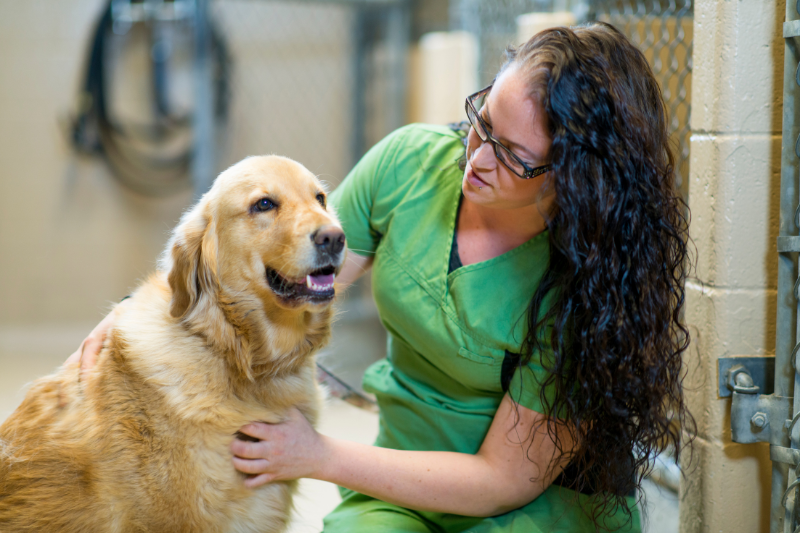 chien abandonné adopté sauveur
