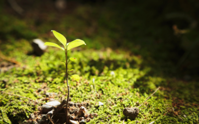 Au Pays basque, jusqu’à 10 000 € pour des projets qui protègent la biodiversité