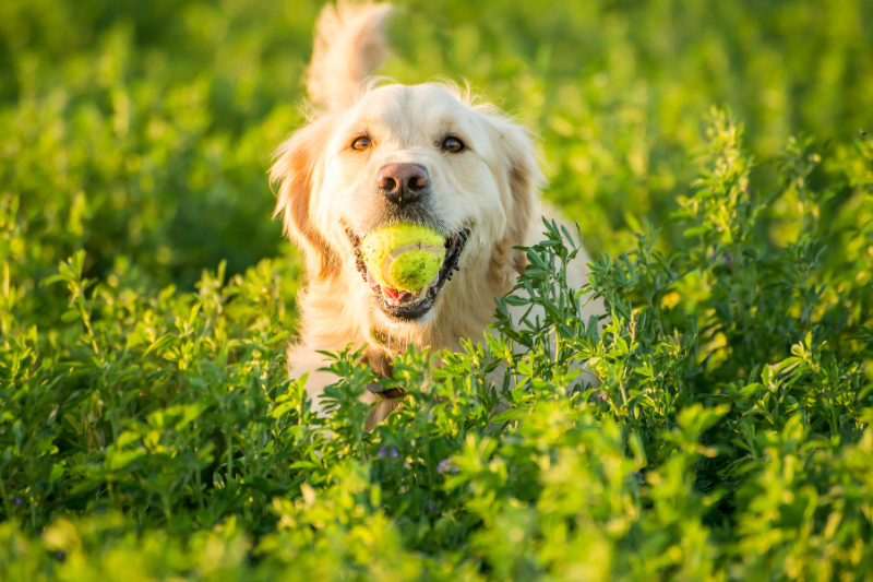 chien abandonné adopté sauveur